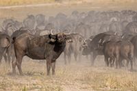 Kaapse buffels