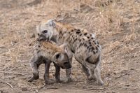 Jonge hyena&#039;s